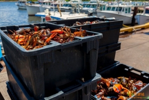 魁省的龙虾季节正式开始啦~，加拿大龙虾烹饪全过程！